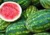 तरबूज का सेवन गर्मियों में स्वास्थ्य के लिए है लाभकारी