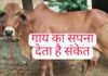 गाय का सपना देता है आपको कई तरह का संकेत, यहां जानिए विस्तार से