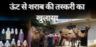camel