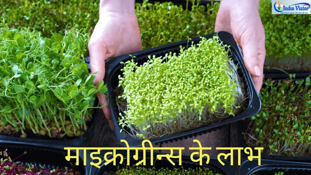 विभिन्न प्रकार के माइक्रोग्रीन्स जैसे मटर, मूली और सूरजमुखी के पौधे