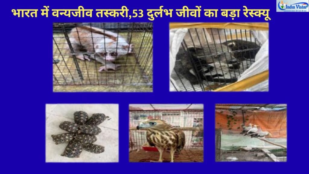 CBI और DRI की कार्रवाई में बरामद स्लो लोरिस, बिंटूरोंग, स्टार टॉर्टॉयज़, शिकरा और इजिप्शियन वल्चर, भारत में वन्यजीव तस्करी का प्रतीकात्मक दृश्य।
