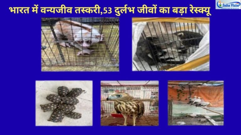 CBI और DRI की कार्रवाई में बरामद स्लो लोरिस, बिंटूरोंग, स्टार टॉर्टॉयज़, शिकरा और इजिप्शियन वल्चर, भारत में वन्यजीव तस्करी का प्रतीकात्मक दृश्य।
