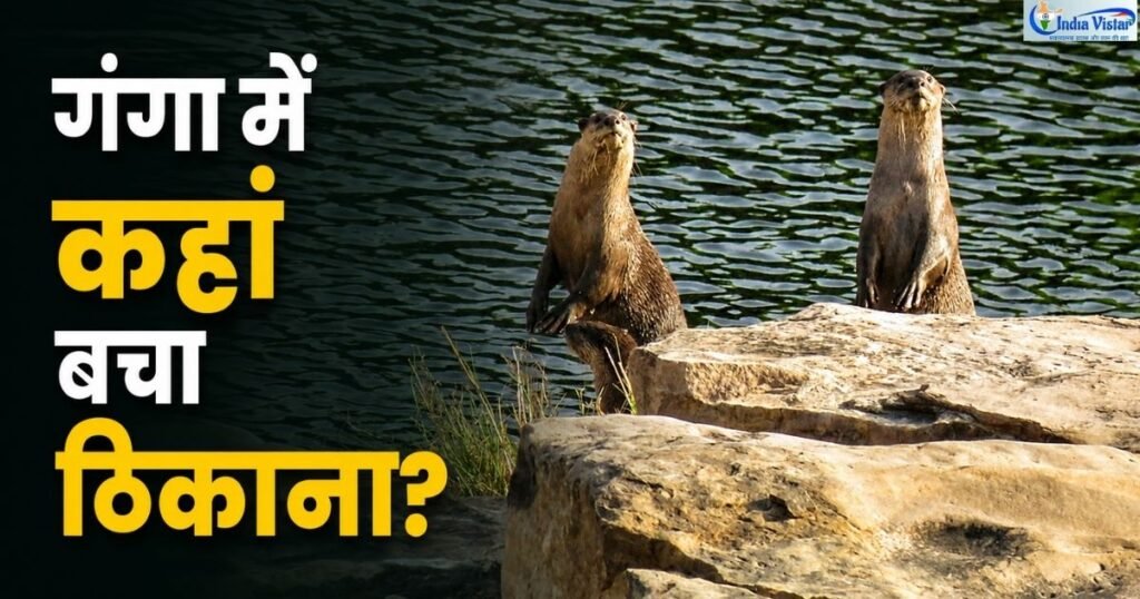 नदी किनारे चट्टानों पर खड़े दो स्मूद-कोटेड ऊदबिलाव और गंगा में उनके घटते अनुकूल ठिकानों पर शोध