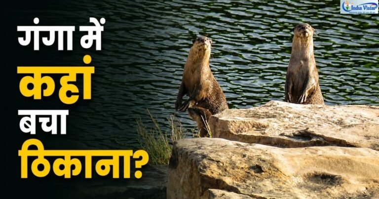 नदी किनारे चट्टानों पर खड़े दो स्मूद-कोटेड ऊदबिलाव और गंगा में उनके घटते अनुकूल ठिकानों पर शोध