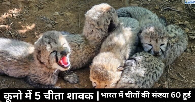 कूनो राष्ट्रीय उद्यान में मादा चीता केजेपी21 के पांच शावक